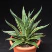 Agave winterhart Yucca winterhart Palme winterhart
