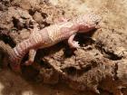 Mack Snow Tremper Albino von 07 abzugeben