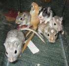Gesunde Rennmäuse als Rennmausgruppe oder Rennmausjungtiere aus Rennmaus-Hobby
