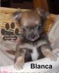 2 Chihuahua Welpen LH mit Papiere suchen ein zuhause