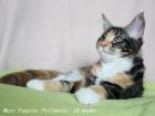 Maine coon Kittens mit Stammbaum