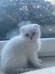 Scottish fold kitten