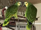 Amazone Blaustirn 2 Hähne