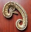 Königspython python regius