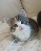 Glückskätzchen Kleine Kätzchen Kitten