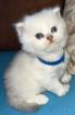 BLH Kitten ab der 12 Woche