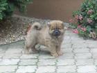 Chow Chow Rüden