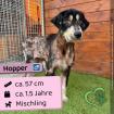 Hopper m Mischling 1 5 Jahre 57 cm Slowakei