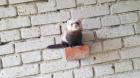 Frettchen fahe sucht zuhause