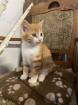 Süße Bauernhofkitten zu verkaufen