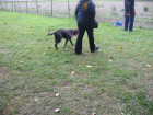 Hundeschule vom Welpen bis zum Senior auch Verhaltensberatung und Geschäftigung