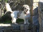 Punky -nach 3 Jahren an der Kette freut er sich über alles was es auf der Welt