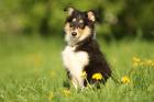 Colliewelpe 14 Wochen alt