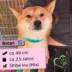 Botan m 2 5 Jahre 40cm Slowakei NB