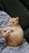 BKH-kitten Red-tabby-kater