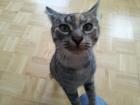 Glückskatze 1 5 Jahre sucht dich
