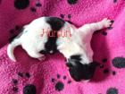 Yorkshire Terrier Welpen reinrassig