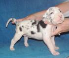 Deutsche Doggen Welpen mit VDH Papieren