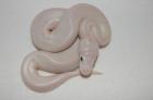 Python regius NZ 2022 Lesser 1. 2 und B. L. Lucy 0. 1 Oddball und Yellowbelly adu