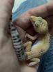 1. 0 Tangerine Het Raptor Leopardgecko Männchen Enz 22 Übergabe Houten oder Hamm möglich