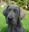 Deutsche Dogge blauer Doggenwelpe