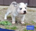 Sibirische Huskywelpen