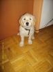 Süsser Golden Retriever Michlingswelpe