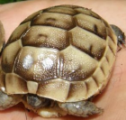 Schildkröte Maurische Landschildkröte Testudo graeca ibera