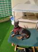 Zwergpinscher