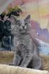 Siva - graues Kitten sucht Zuhause aus dem Tierschutz / gechipt geimpft
