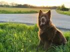 Deckrüde altdeutscher Schäferhund Langhaar Brownie