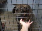 XAVI - Presa Canario Rüde ca. 3 Jahre ein ganz trauriger Notfall aus der Tötung