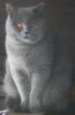 Lieber BKH Deckkater