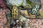 Chinesische Rotbauchunke Bombina orientalis NZ 3/2012