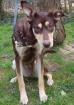 Cesca - bezauberndes kinderliebes und katzenverträgliches Hundemädchen sucht Fam