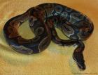 1 0 Königspython Python regius Altersruhestand NZ 1999