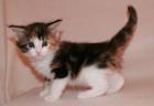 Bildhübsche Typvolle Maine Coon Babys