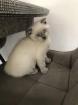 BKH/ Scottish fold