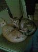 Verschenke 2 schöne Hauskatzen