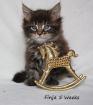 Maine Coon Babys sehr verschmust und wunder schön