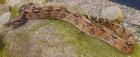 1. 0 Boa constrictor constrictor DNZ 2022