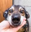 Renegade. super braver aktiver Hundemann