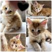 Maine Coon Kitten Katzenbaby Katze Kater red-silver-tabby rot getigert Halle Saa