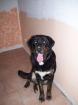 Sehr Schöner Labrador Mix Rüde 1 jahr alt abzugeben