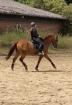 Zuverlässige Reiterin sucht Reitbeteiligung