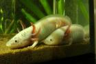Axolotl abzugeben Raum Köln