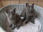 Zwei kleine Kätzchen / Kitten abzugeben
