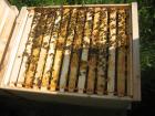 Bienenvolk - Ableger - 2022