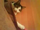 Kater 2 Jahre sucht zu Hause