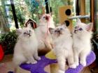 Zwei Traumpärchen suchen noch neue Familien